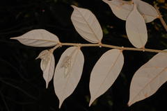 Pterospermum rubiginosum